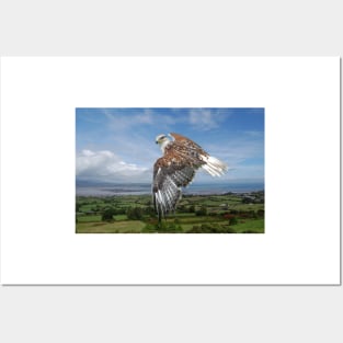 The Red-tailed Hawk over Dungarvin Bay Posters and Art